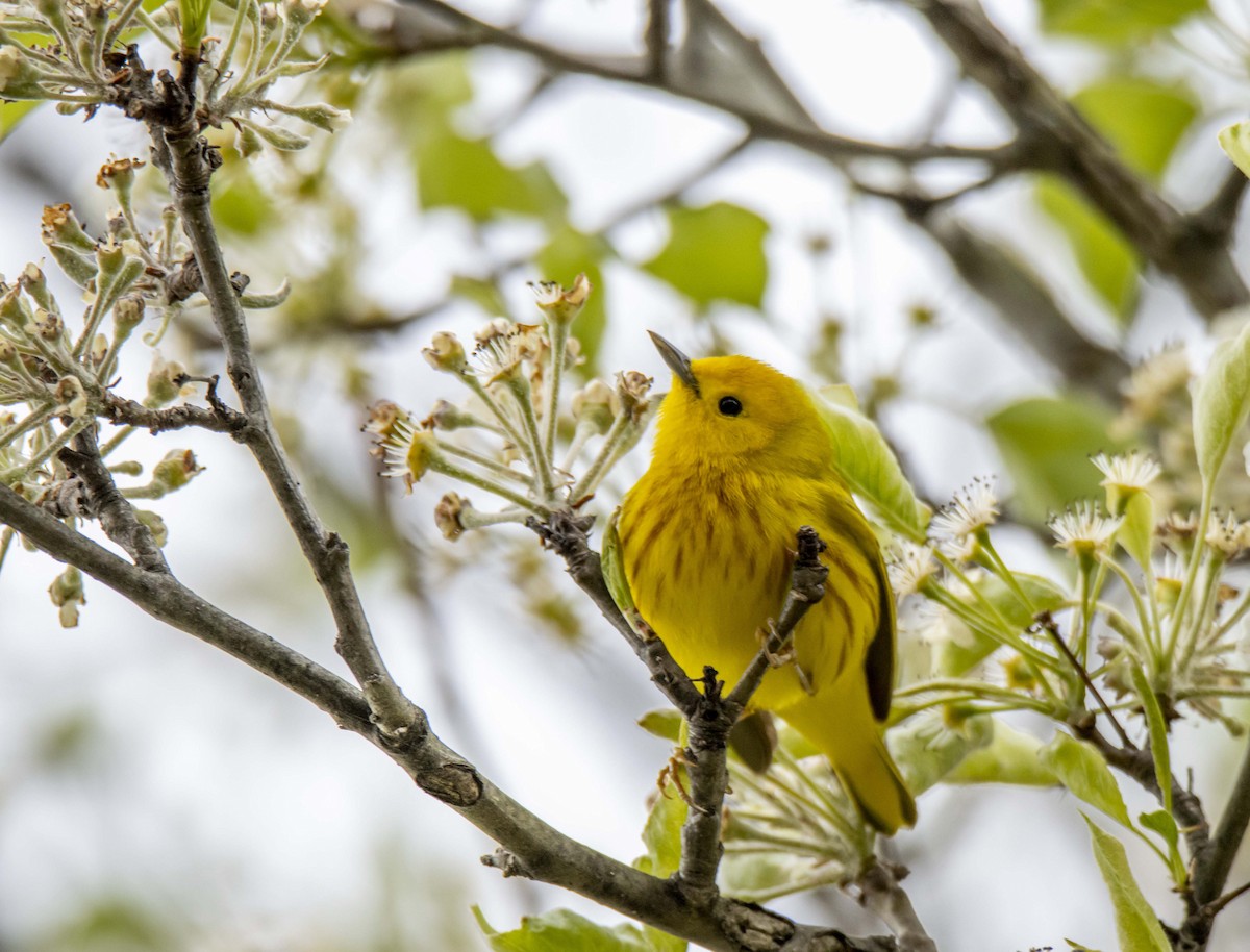 Northern Yellow Warbler - Ed Wransky