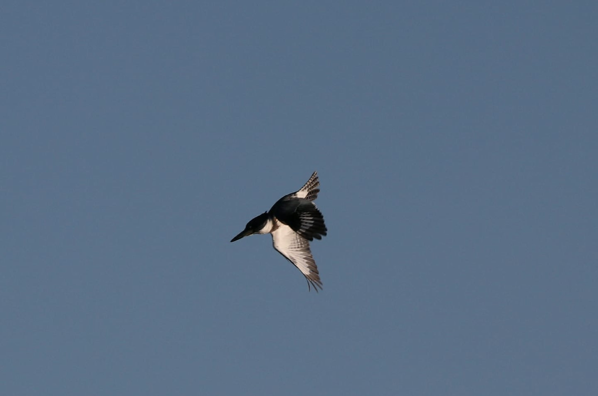 Belted Kingfisher - ML264673251