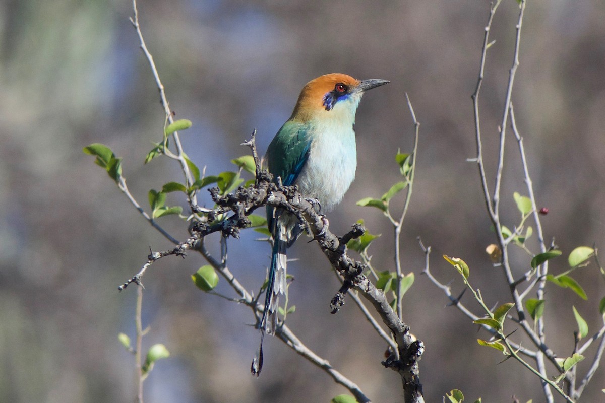 Russet-crowned Motmot - Cory Gregory