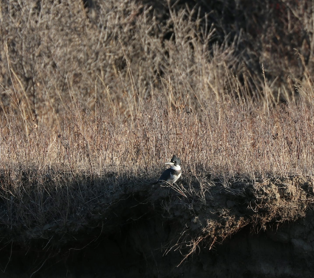 Belted Kingfisher - ML264676261