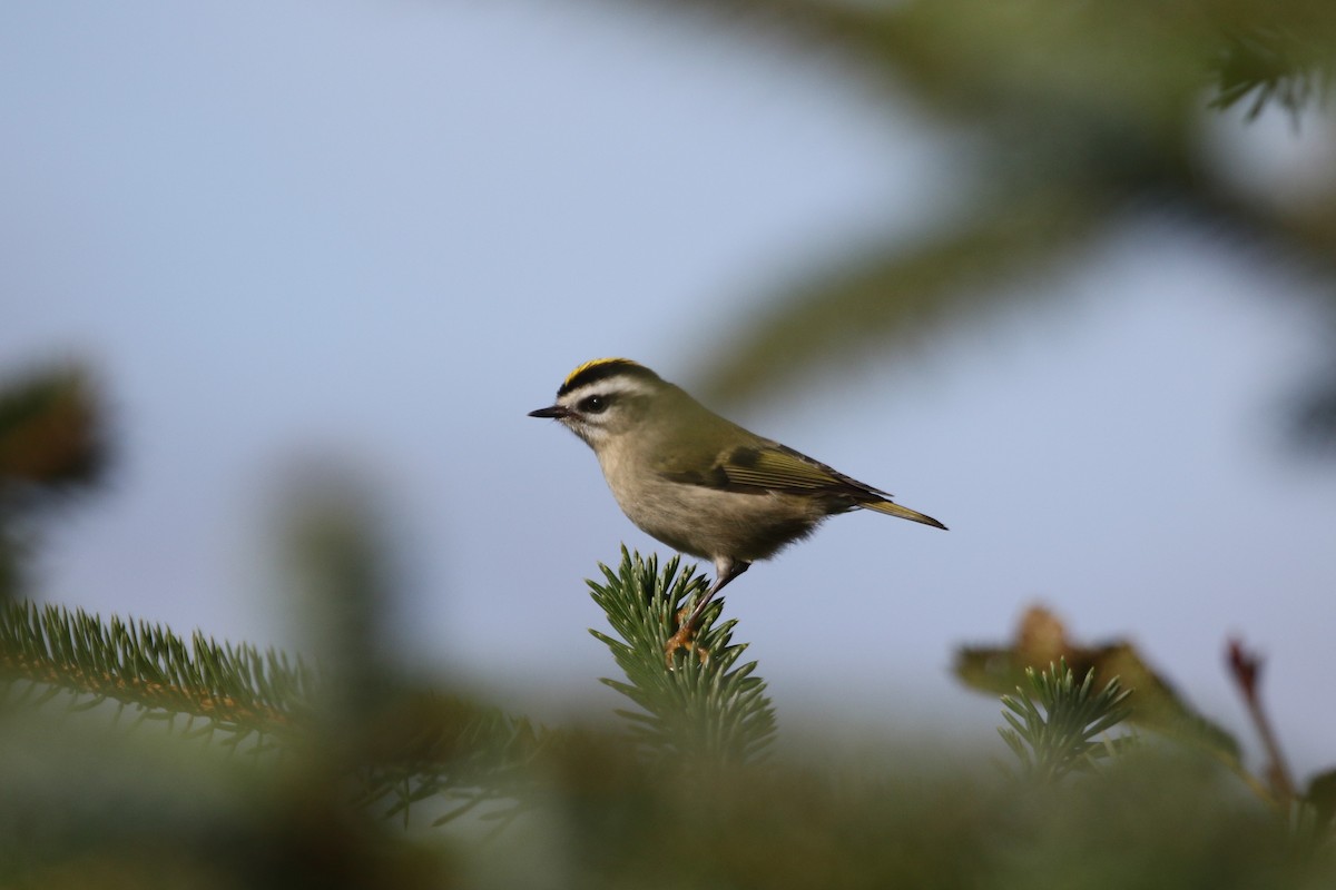 Golden-crowned Kinglet - ML264676441