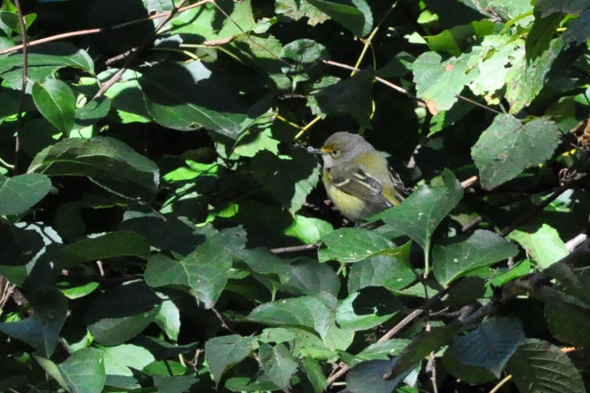 White-eyed Vireo - ML264676451