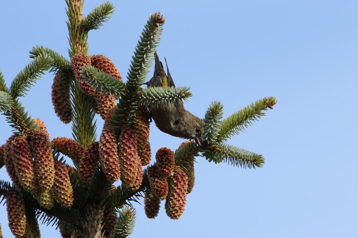 Гацуурын солбин хошуут - ML264676631