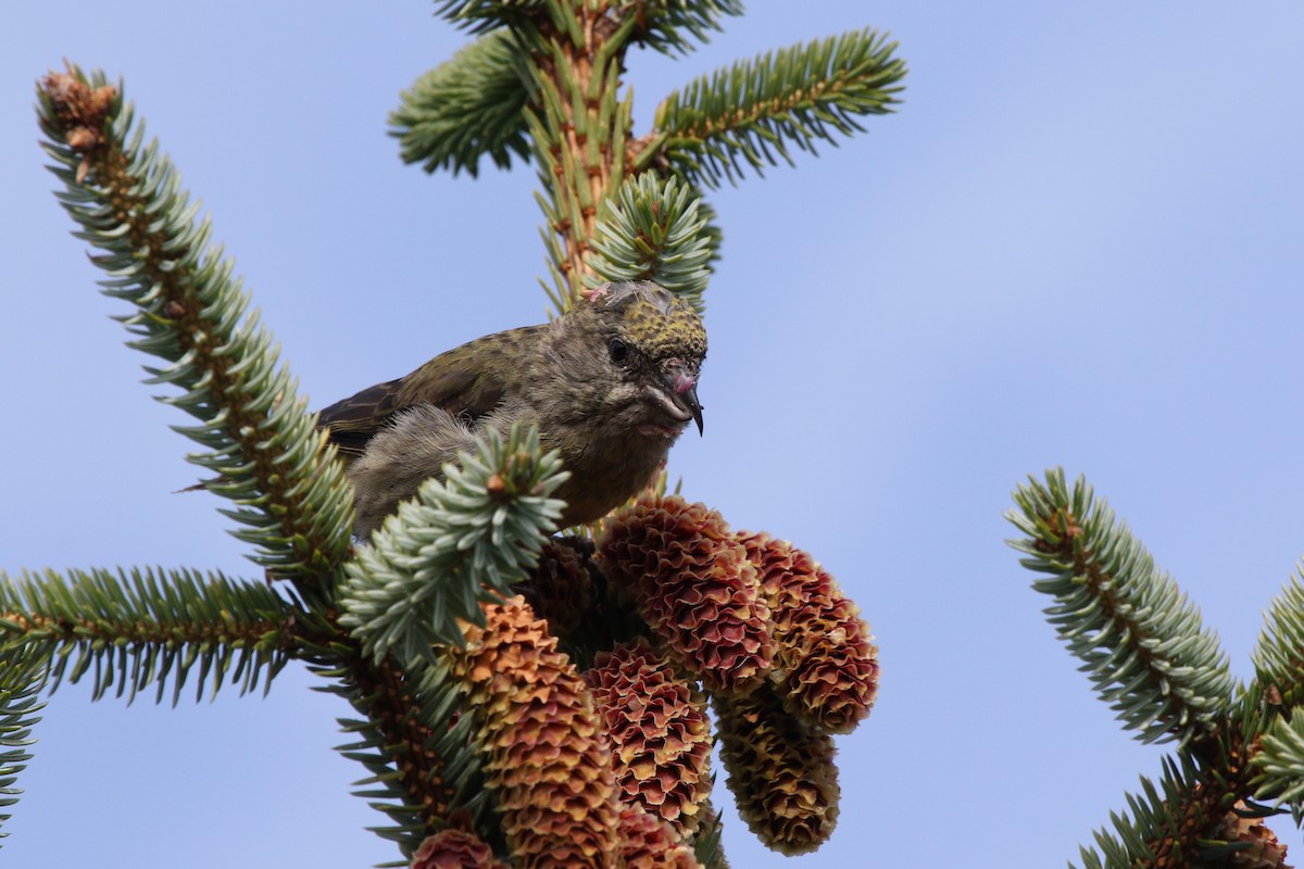 Гацуурын солбин хошуут - ML264676641