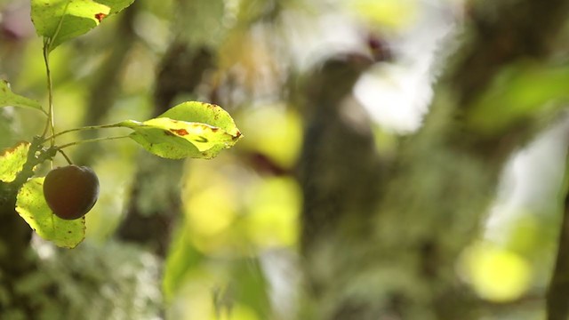 Yellow-bellied Sapsucker - ML264676921