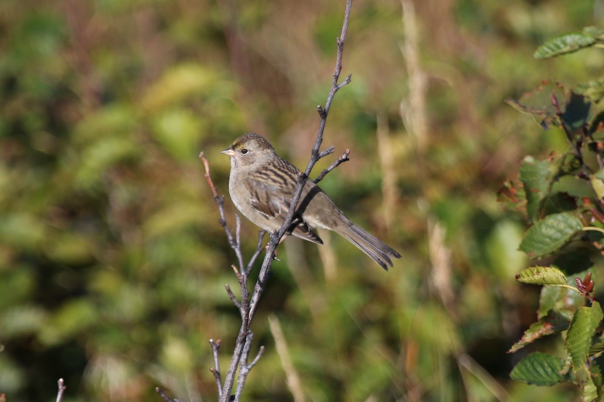 Golden-crowned Sparrow - ML264676981