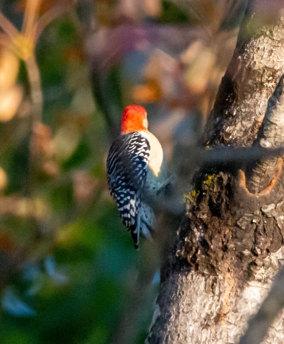 Red-bellied Woodpecker - ML264677121
