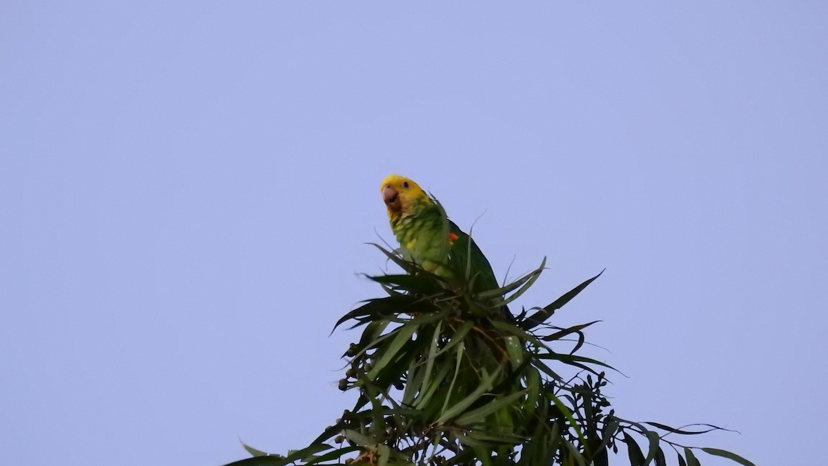 Yellow-headed Parrot - Chuck Schussman