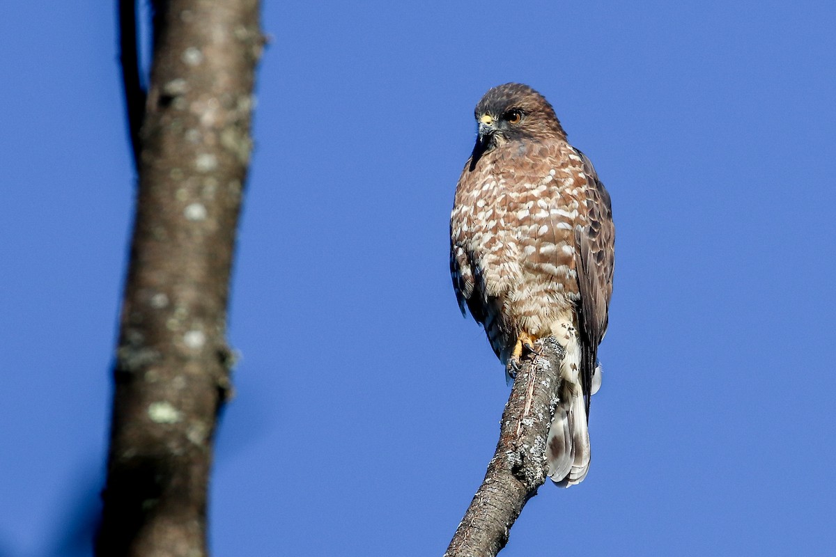 Broad-winged Hawk - Martina Nordstrand