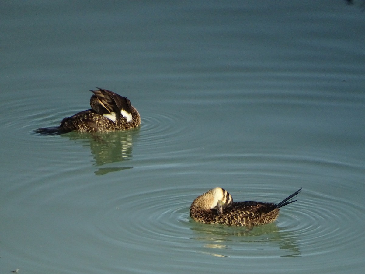 Masked Duck - ML264678371