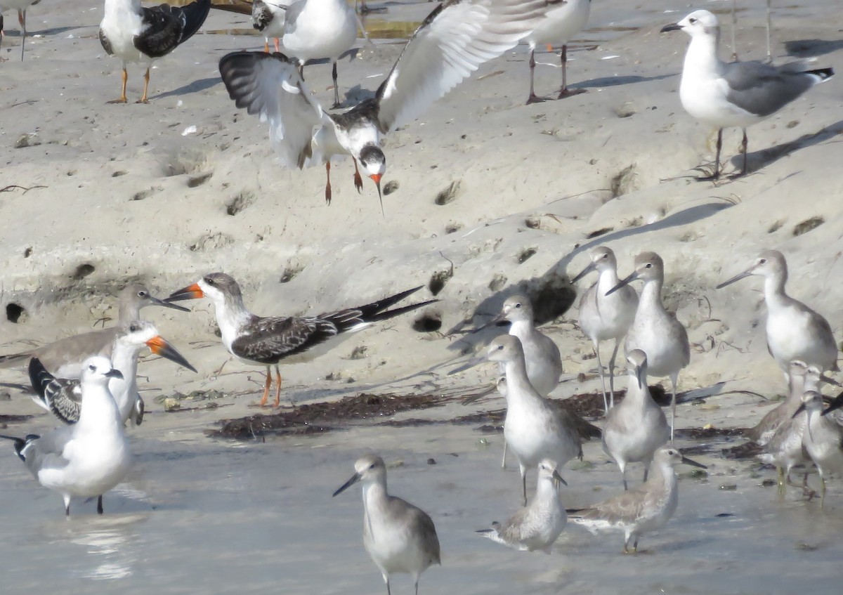 Red Knot - ML264679841