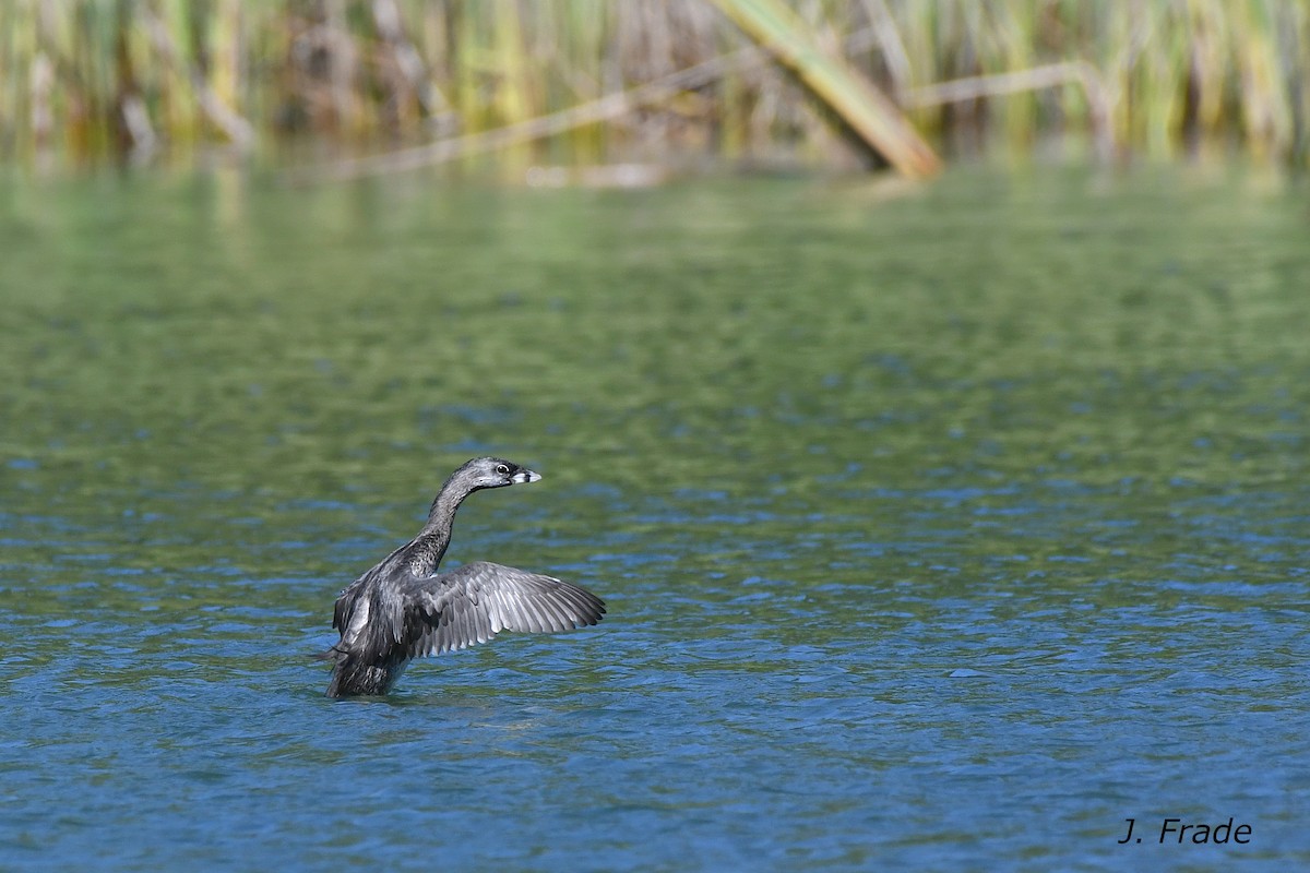 Pied-billed Grebe - José Frade