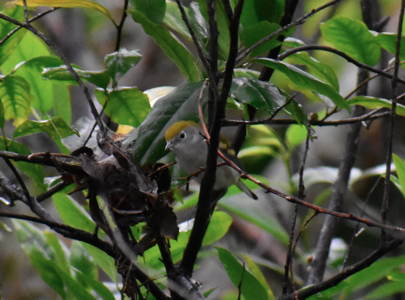 Chestnut-sided Warbler - Nick Elstrott