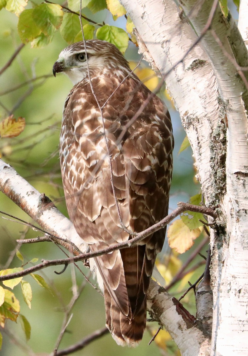 Red-tailed Hawk - ML264683961