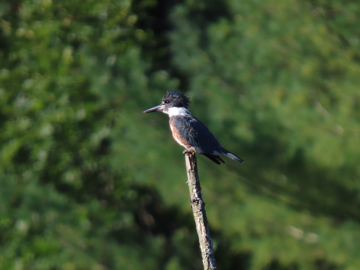 Belted Kingfisher - ML264684021