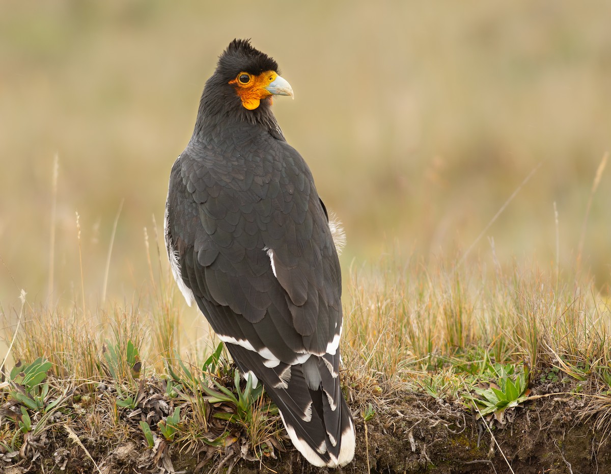 Carunculated Caracara - Alex Luna