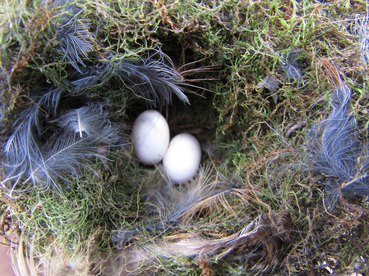 Black Metaltail - ML264685481