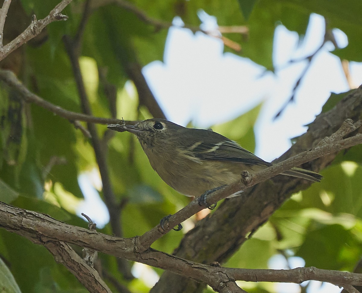 Hutton's Vireo - ML264686501