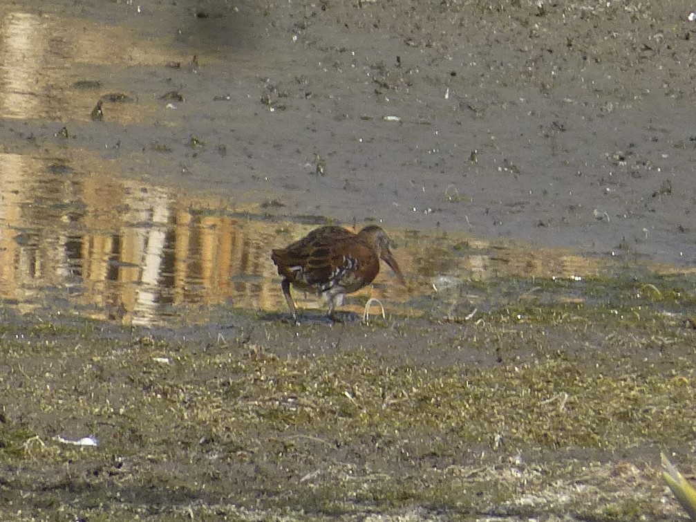 Virginia Rail - Nimali Seneviratne