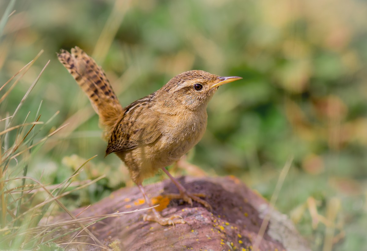 Grass Wren - ML264688551