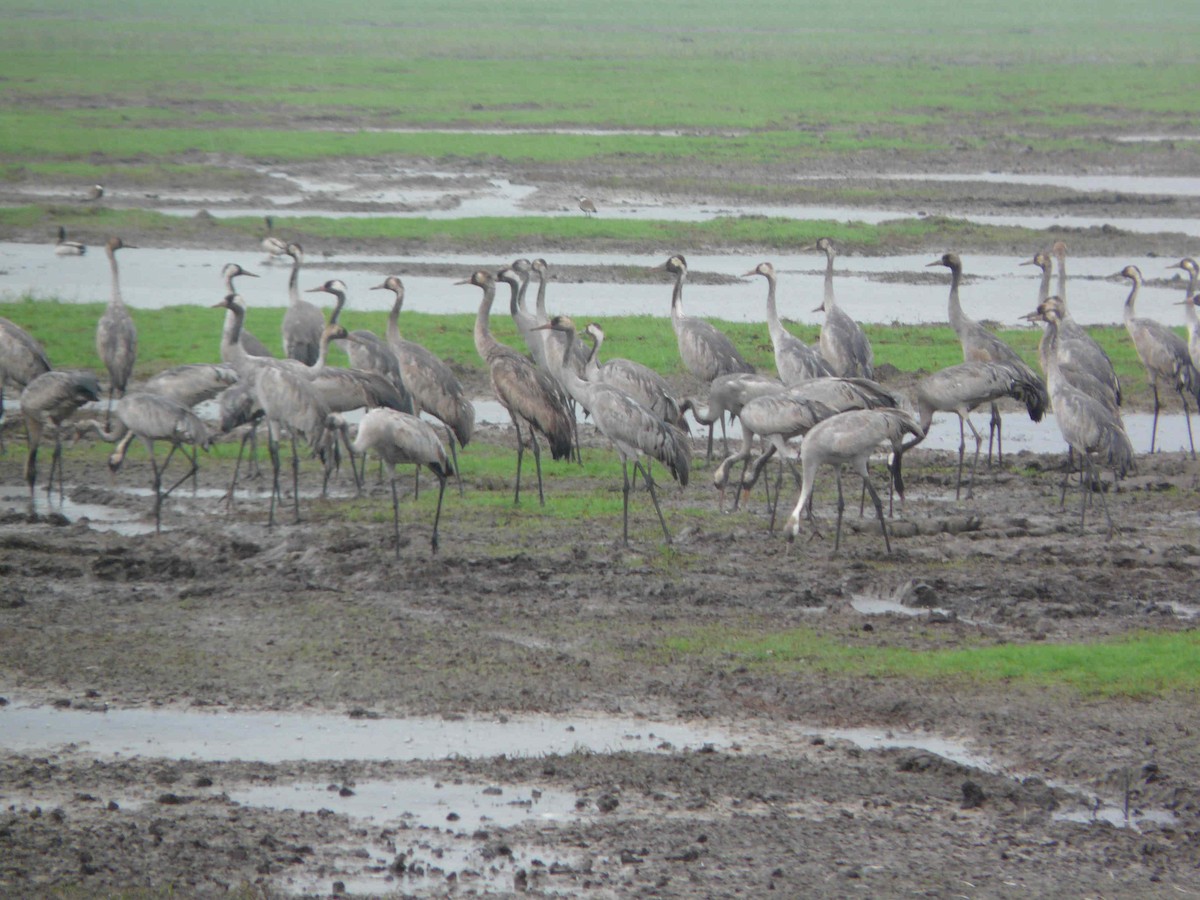 Common Crane - ML26468881