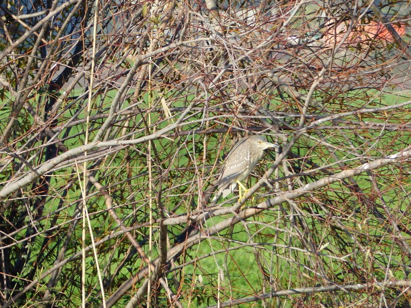 Nachtreiher (nycticorax) - ML26469001