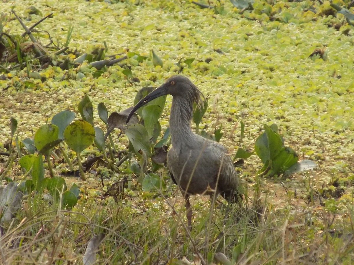 Plumbeous Ibis - David Elias Gamarra