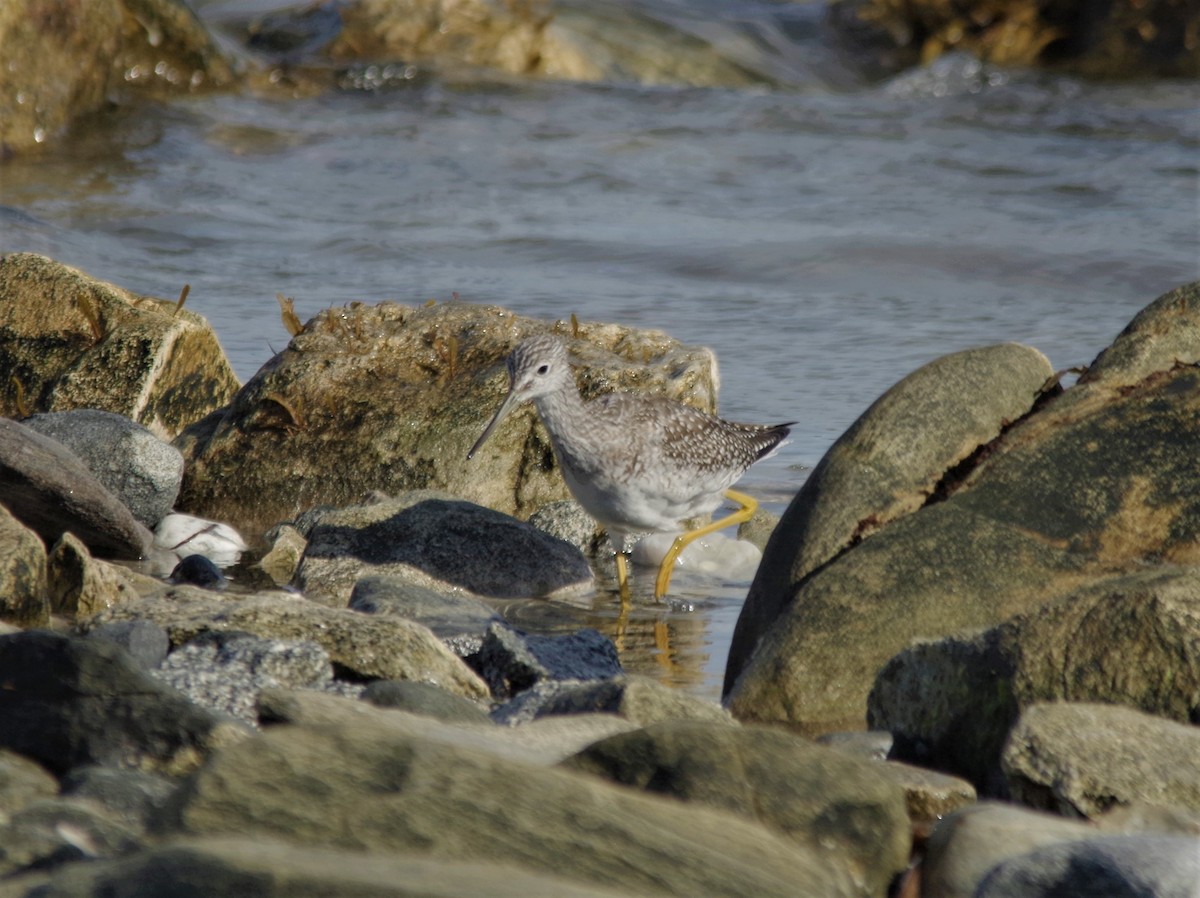 Greater Yellowlegs - Jeff Ogden