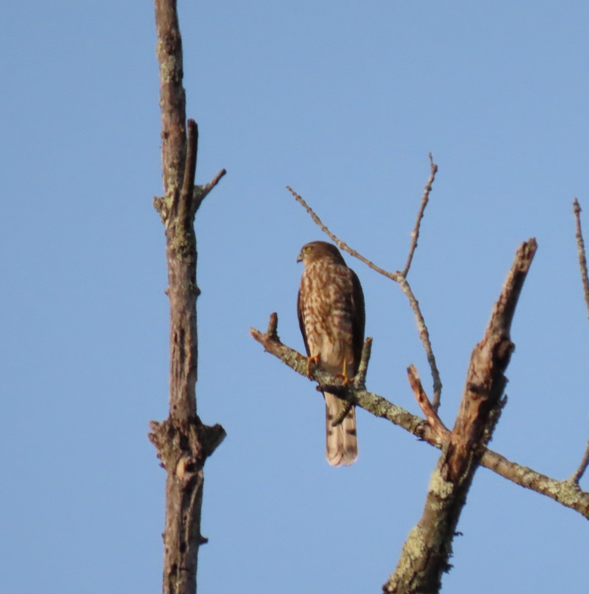 Sharp-shinned Hawk - Suzanne Kavic