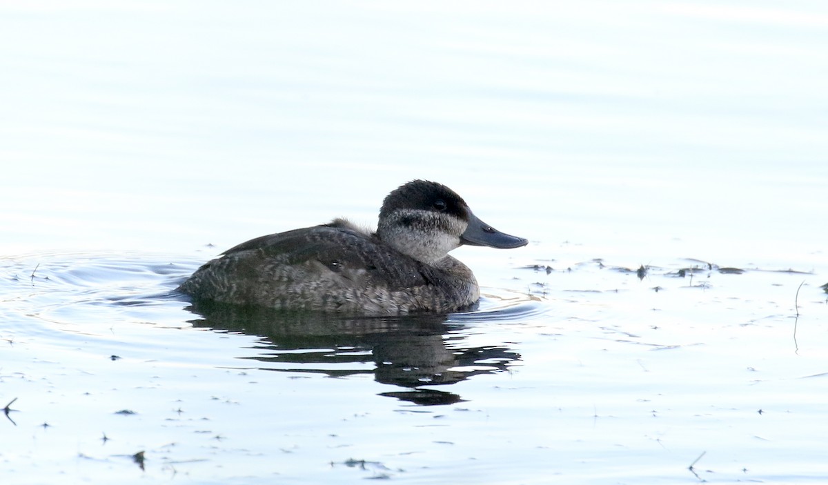 Ruddy Duck - ML264692011