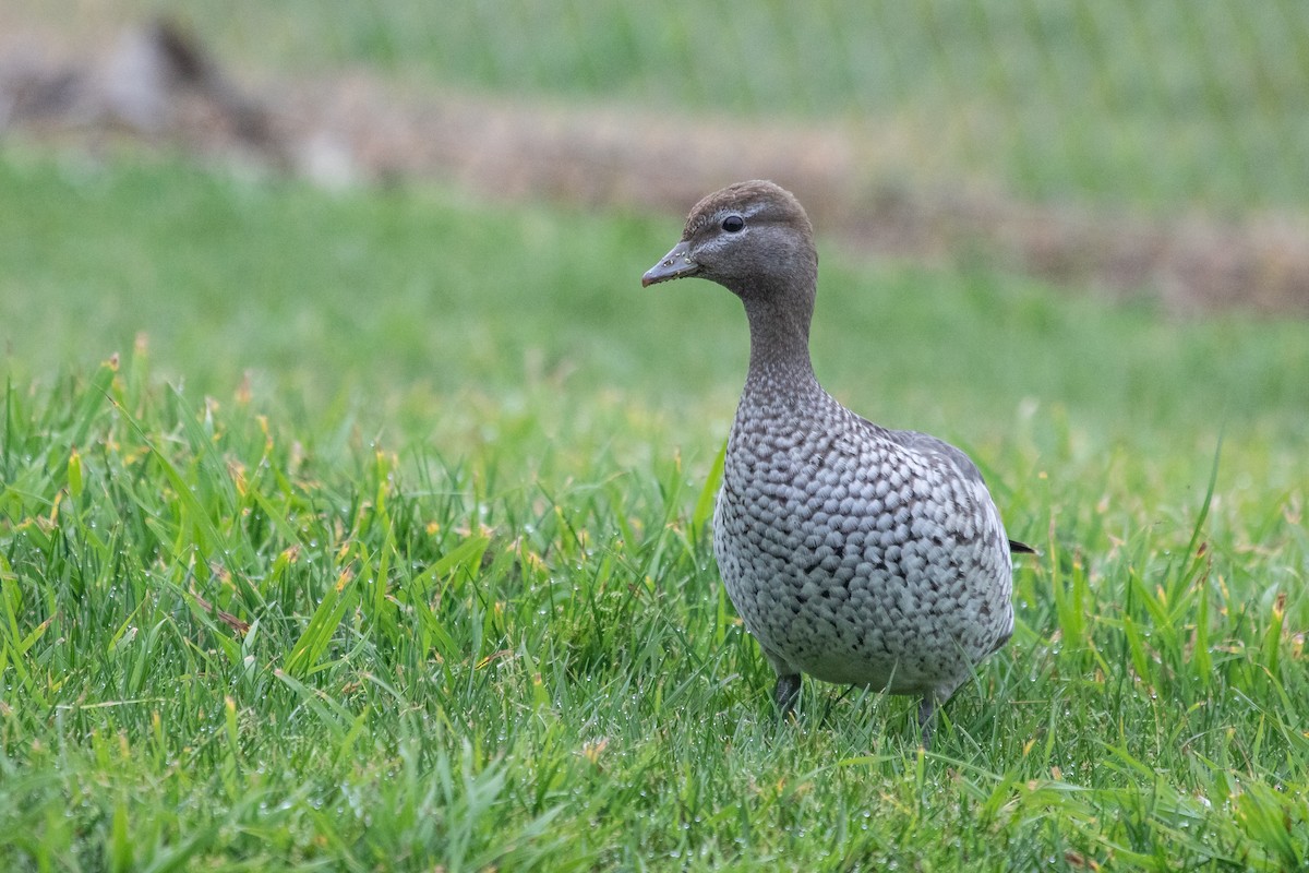 Maned Duck - ML264694081