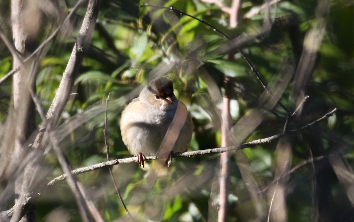 White-crowned Sparrow (leucophrys) - ML264694091