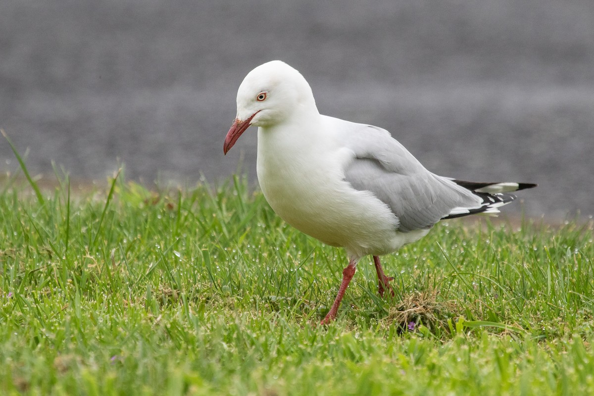 Silver Gull - ML264694821