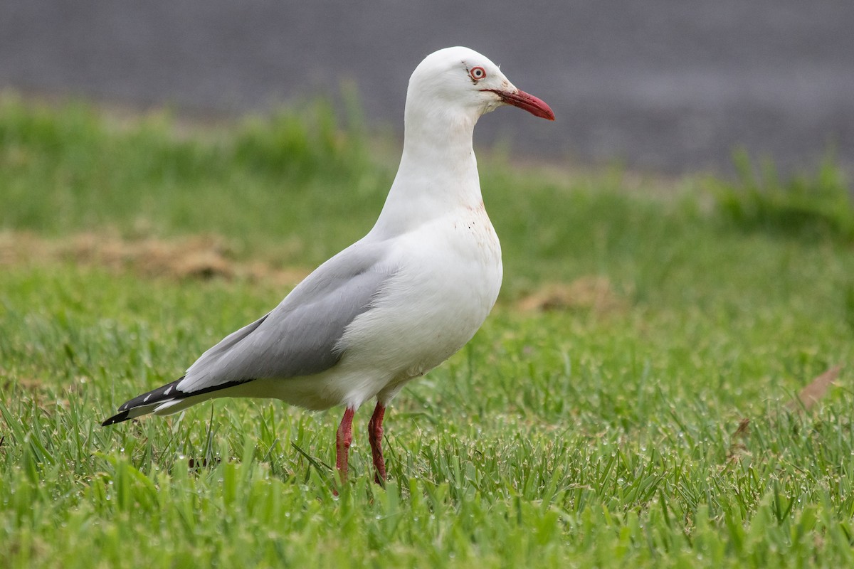 Silver Gull - ML264694871