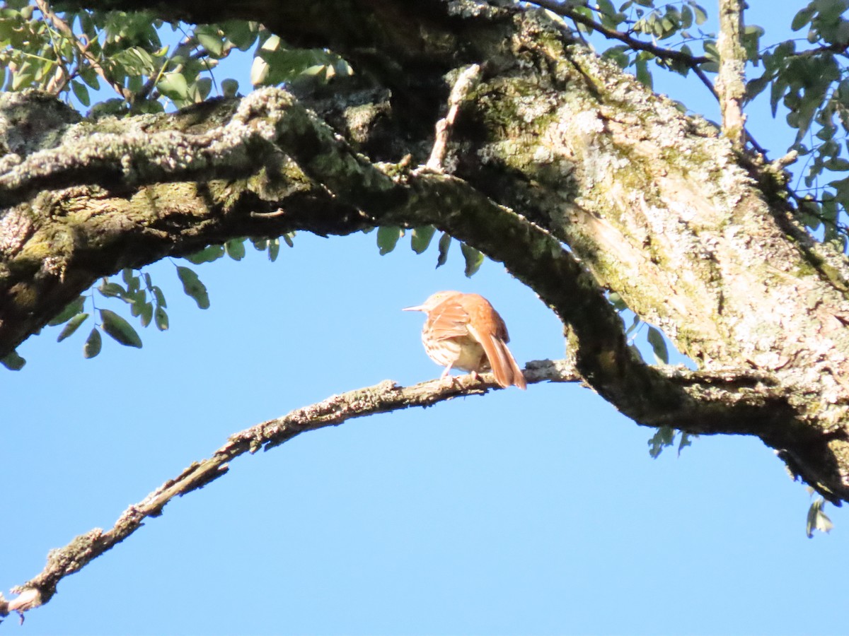 Brown Thrasher - Suzanne Kavic