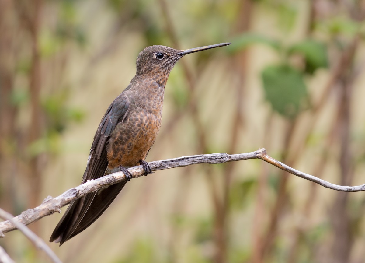 Giant Hummingbird - ML264695071