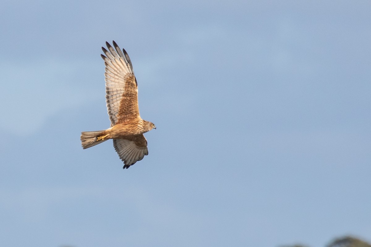 Swamp Harrier - ML264696851