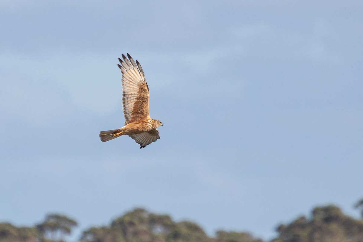 Swamp Harrier - ML264696871