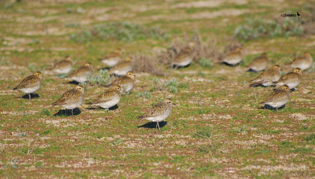 European Golden-Plover - José Marques