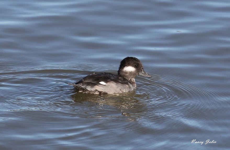 Bufflehead - ML264699521