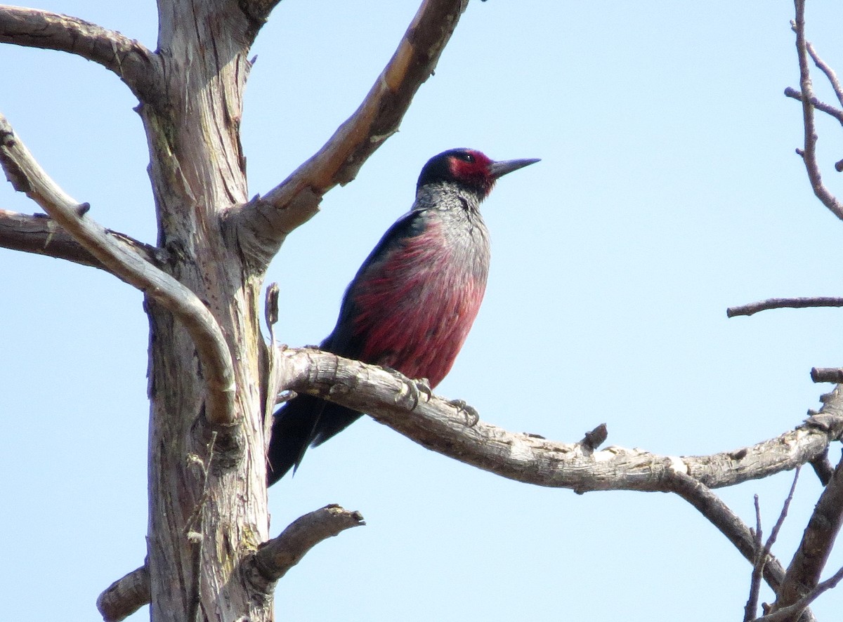 Lewis's Woodpecker - George Leonberger