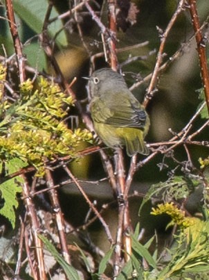 Nashville Warbler - Estela Quintero-Weldon