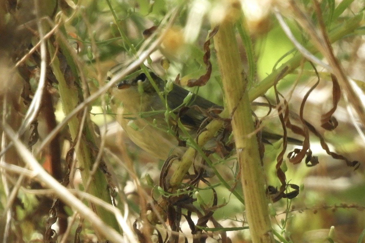 Arctic/Kamchatka Leaf Warbler - ML264701261