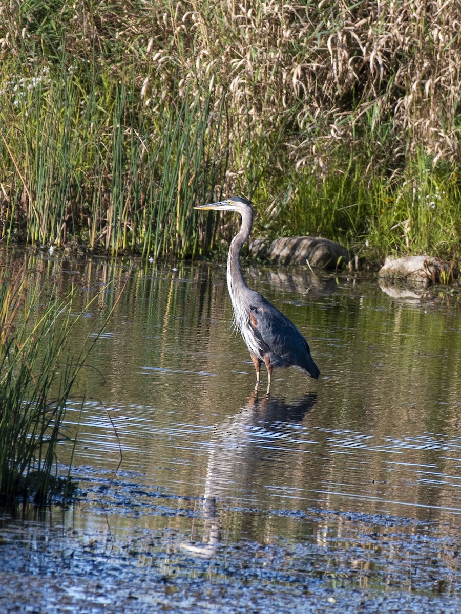 Garza Azulada - ML264701831