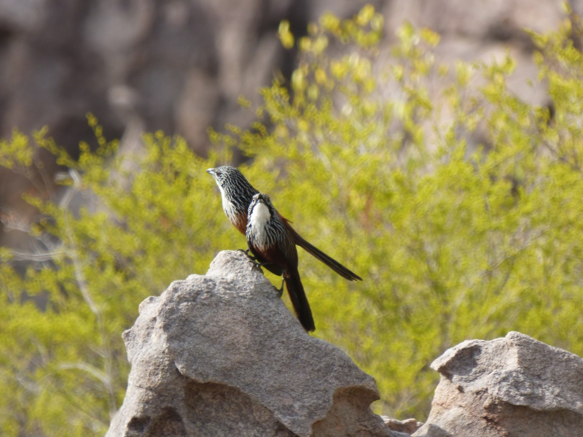 White-throated Grasswren - ML264702691