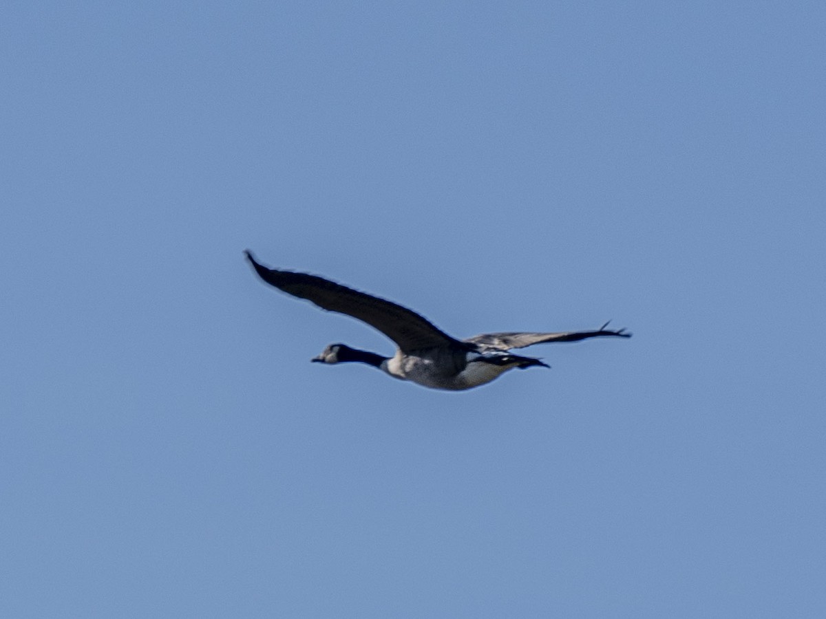 Canada Goose - Estela Quintero-Weldon