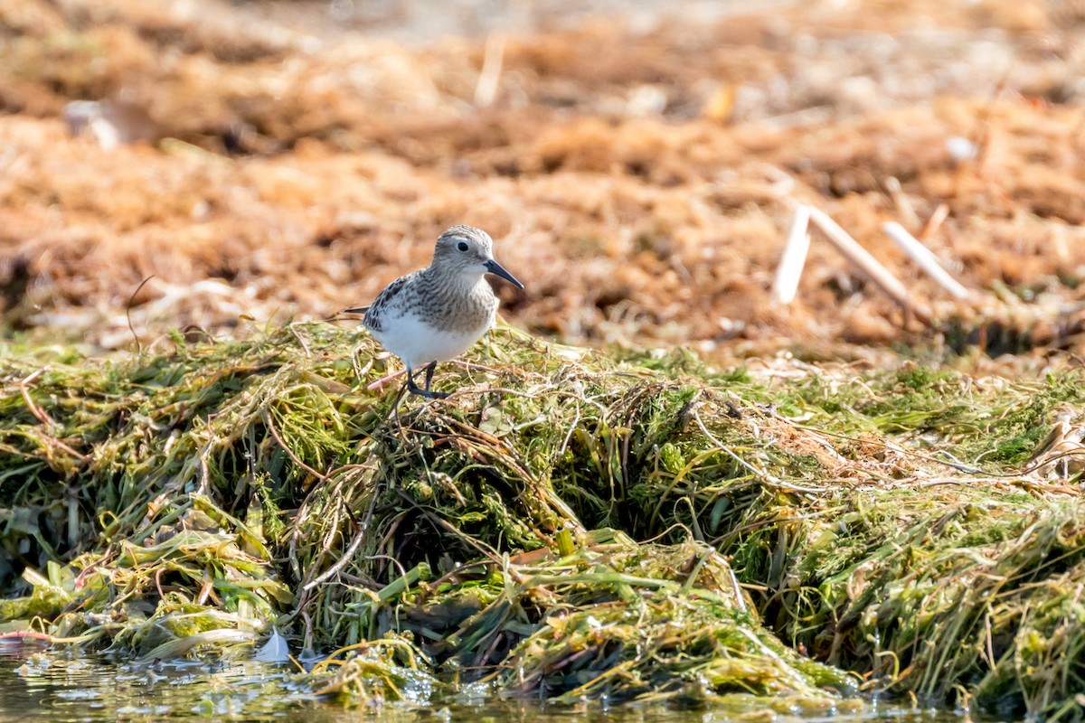 Baird's Sandpiper - ML264704431