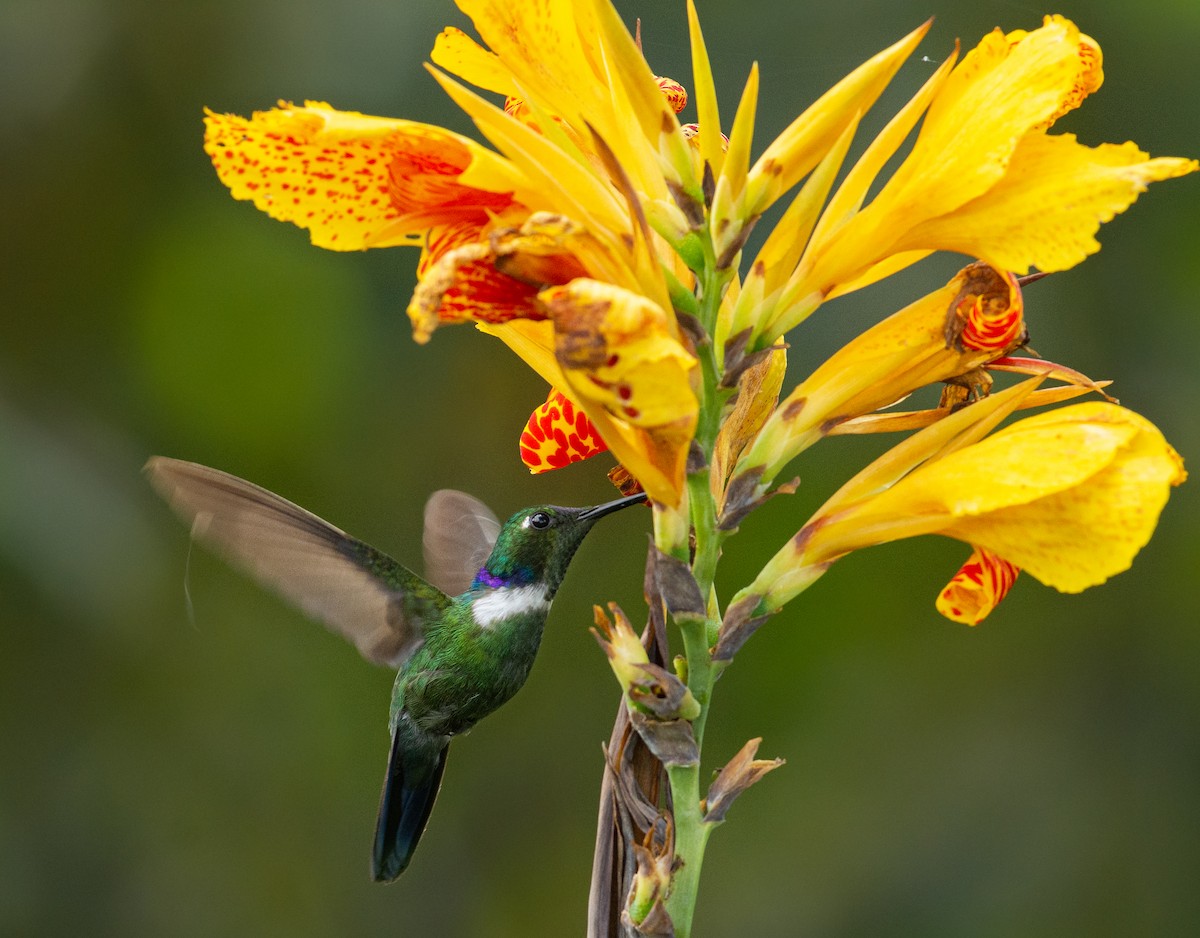 White-throated Daggerbill - Alex Luna