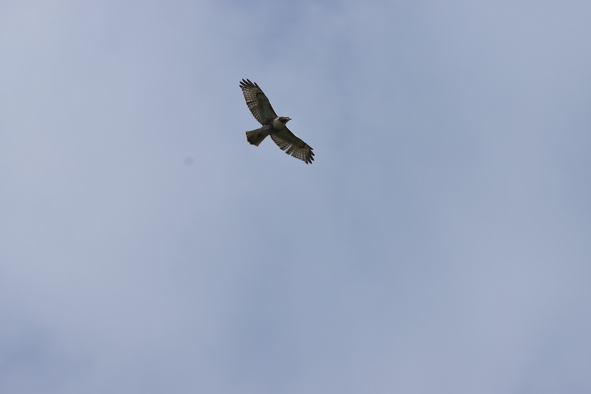 Red-tailed Hawk - David Tremblay