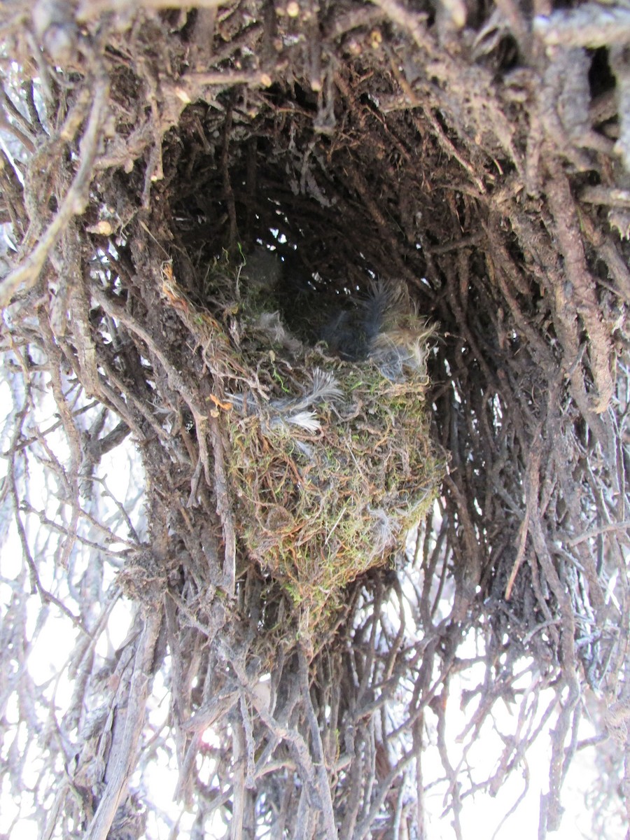 Black Metaltail - ML264705181